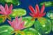 “Seerose rot”: bei Mausklick großes Bild